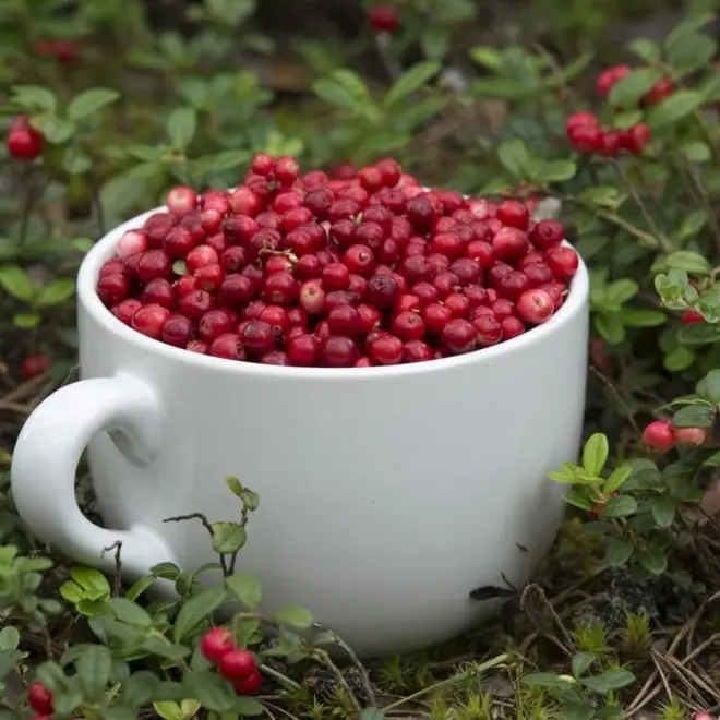 α-アルブチンを含む、コケモモ