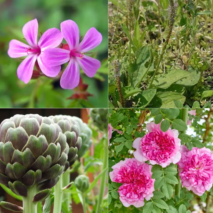 ヒメフウロ・セイヨウオオバコ・アーティチョーク・イザヨイバラ